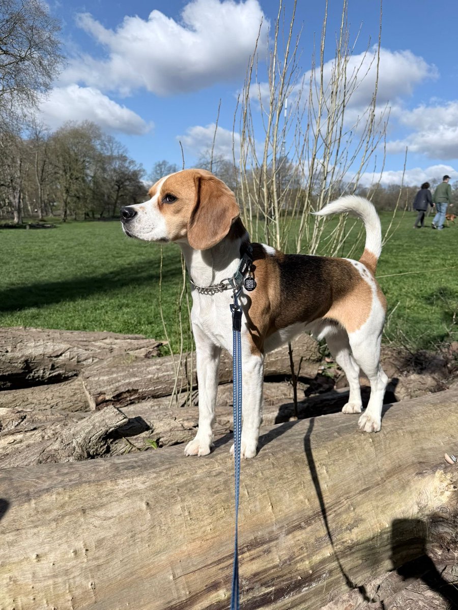 millypod1's tweet photo. 🆘12 JUNE 2026 #Lost Vasyl #ScanMe
Beagle Cross Male
Rock Hill #Southwark #SE26
County #London #GreaterLondon
He might be still wearing a collar and Blue Lead
https://t.co/eVAYkSVkqr https://t.co/7fx5koZPC4