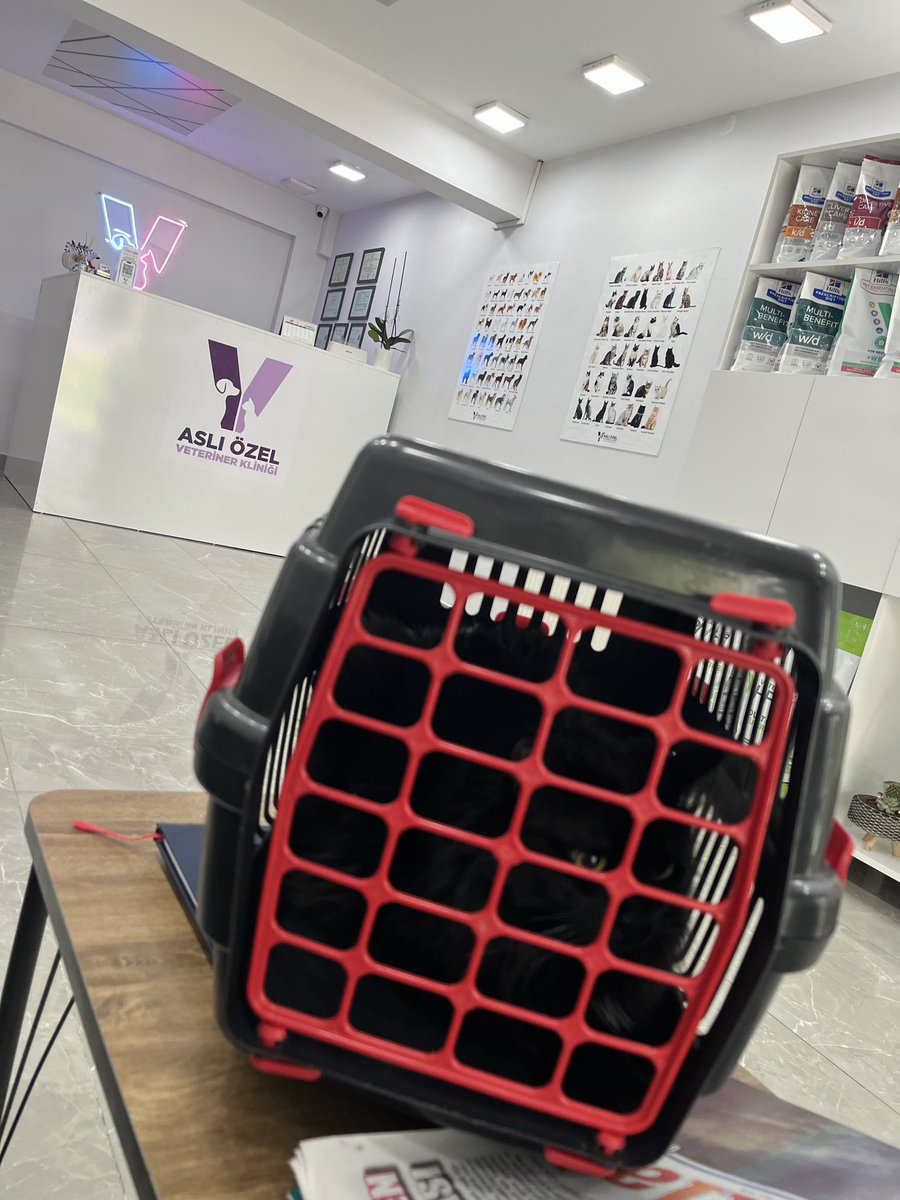 BaldenAy's tweet photo. arkadaşlar kedim Balnuş çok hasta, veterinere götürdüm. 5k borcum var. o yüzden geçen sene aldığım laptobumu satıyorum. almak isteyen olur mu https://t.co/Km5eSaM76m