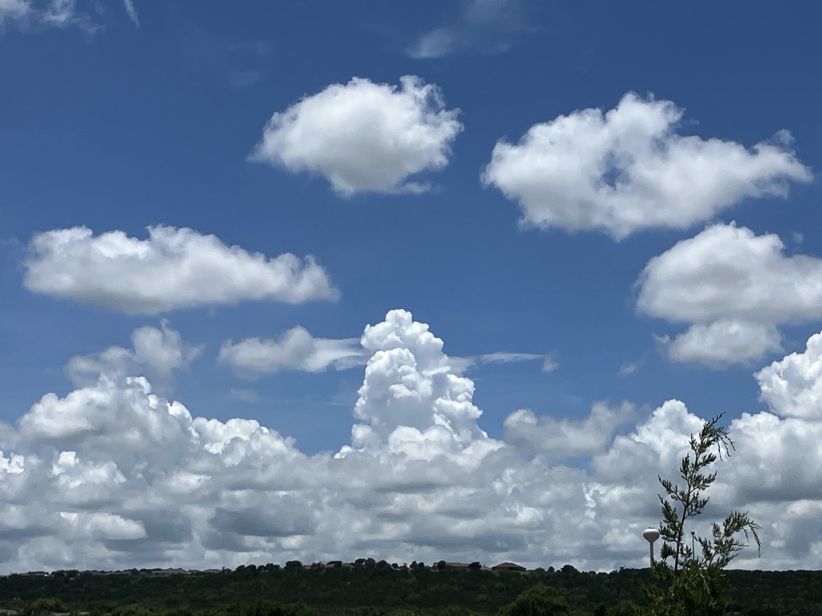 bookspaints's tweet photo. Crepe myrtles and clouds, on a beautiful day 🩵💙🩵 https://t.co/b5BND7Ejed