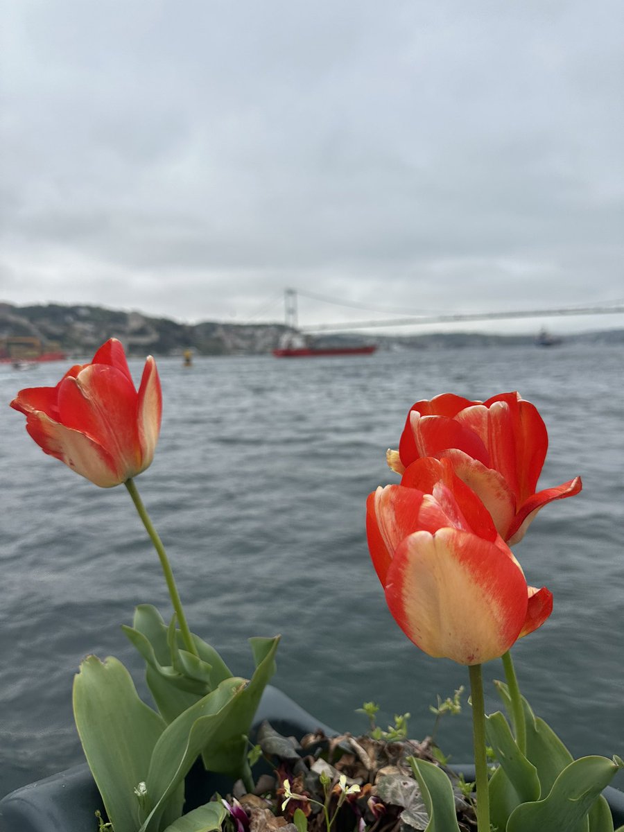 pnargll's tweet photo. Orhan Veli’nin İstanbul’u sevdiği yaştayım. Şehir yerinde duruyor. Değişen tek şey, zamanın sonsuz olmadığını öğrenmiş olmam. https://t.co/GFxW8jgeaL
