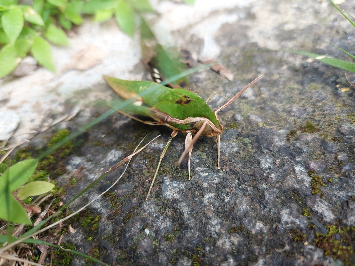 Sevi____'s tweet photo. Daily critter #106 https://t.co/blBHedIOP5