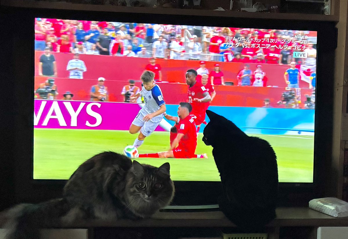 zarinchan's tweet photo. W杯見てるけど、ボールやら走る選手やらでテレビの前に猫が群がって大変。 https://t.co/ikdVJX5IWM