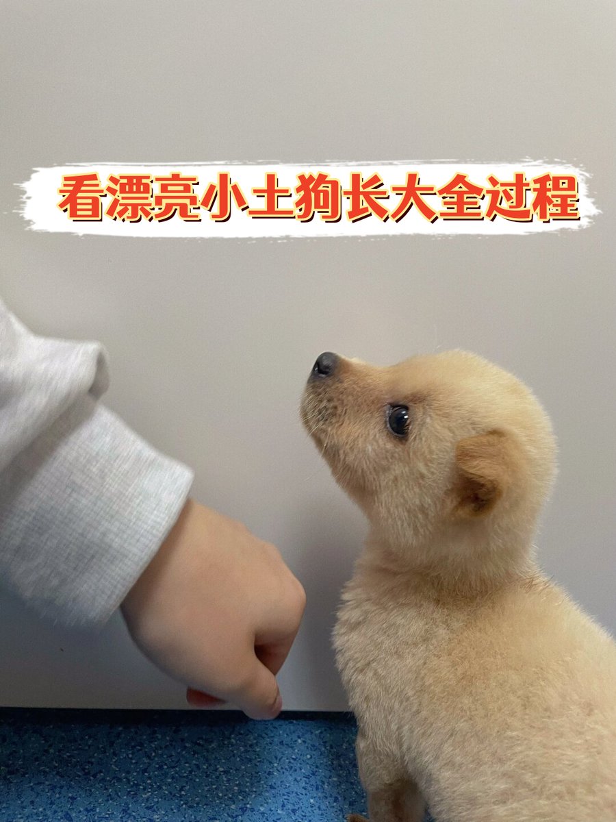 WillianMarqu3s's tweet photo. My pup Max just crossed his 6-month mark! From a tiny wobbly furball to a zooming cuddle bug—every tiny growth win feels like a whole world of joy. https://t.co/pkTMbNNR2X