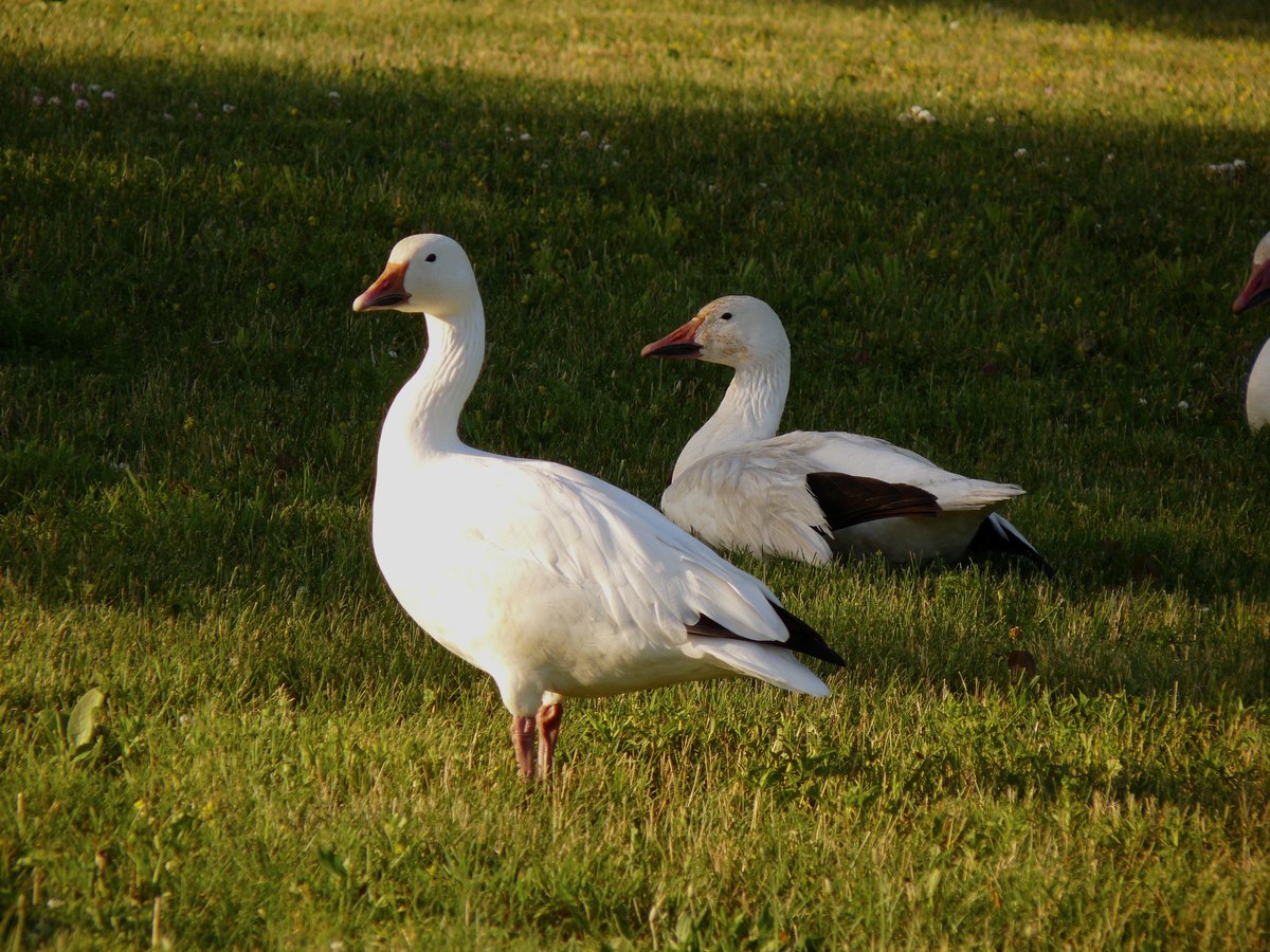 queerador's tweet photo. my close personal friends, the snow geese https://t.co/MDPRNiKu0B