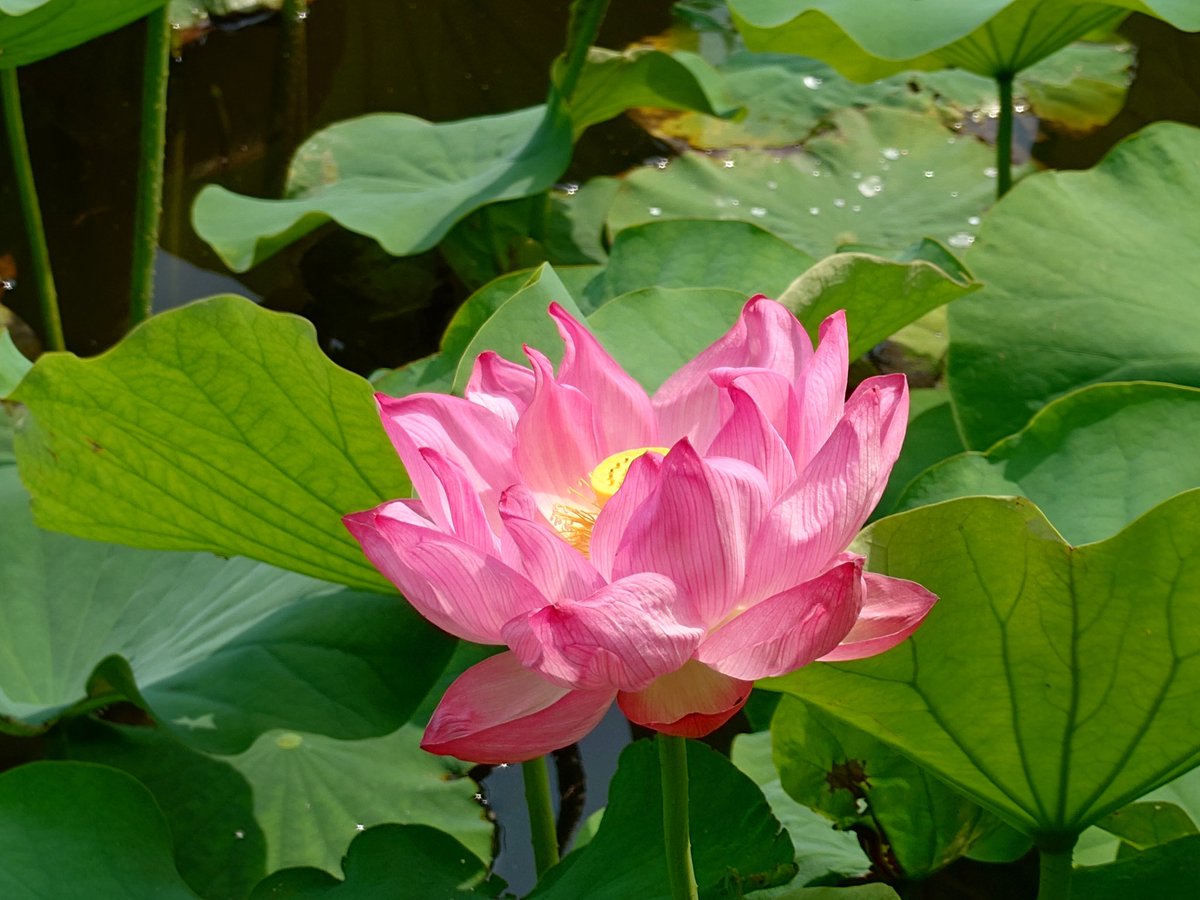 muraxxx's tweet photo. 不忍池の蓮の花が咲き始めました https://t.co/t7xgp2rifl