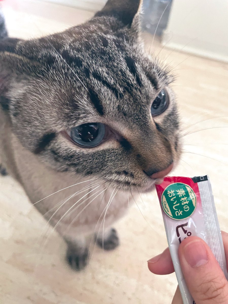 isaotsukimi's tweet photo. 健康診断とワクチンしました💉
今年はつきみ1発で血液検査が終わりました☺️
いさおは鳴いてたけど、途中から諦めたのか怒りの顔で動かなくなりました…
帰ってちゅーる🙆‍♀️ https://t.co/QFi7xTzvMu