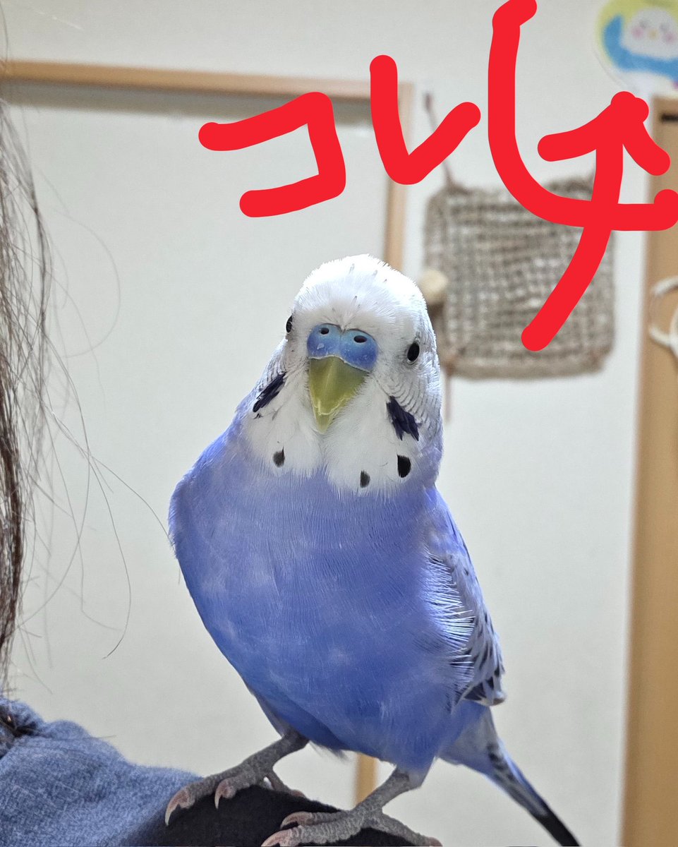 PerrucheM's tweet photo. @yuzu_family16 あ、違った💦⁉️ https://t.co/2A50EVOgEv