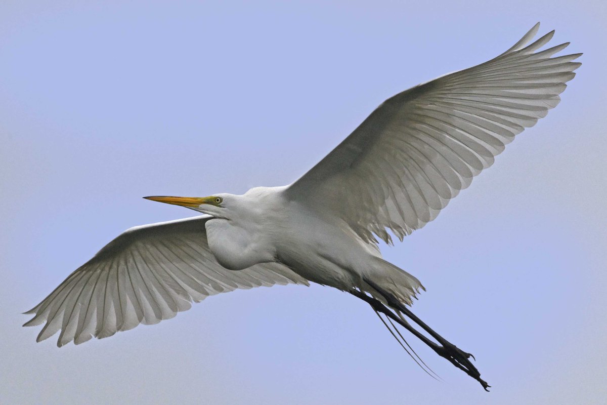 stu_weiss63's tweet photo. Great Egret. Ocean City Visitors Center, NJ. https://t.co/HibUz78MC2