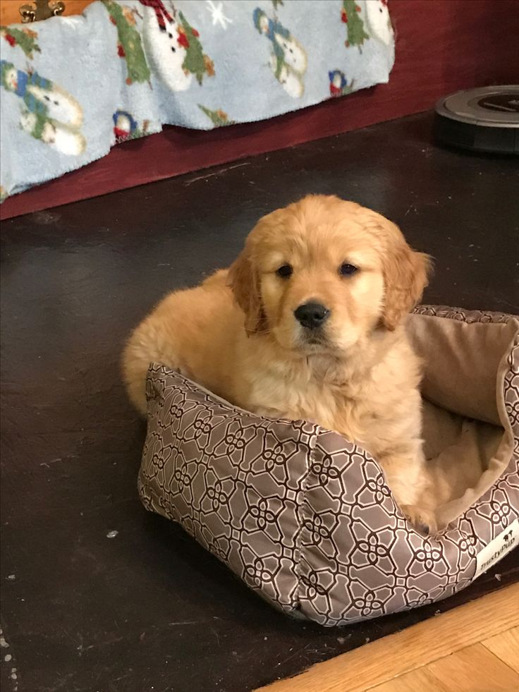 petpopular's tweet photo. https://t.co/vY9chWMkXK