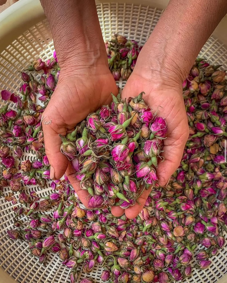 aseelswaid9's tweet photo. Rose harvest in Kurdistan https://t.co/ltYKNnvUWf