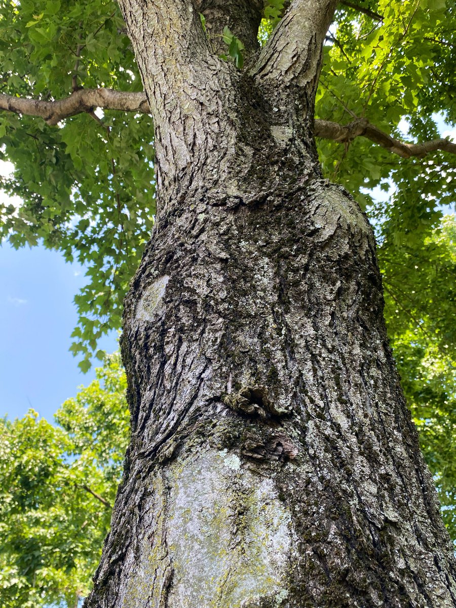 LiciousCoffee's tweet photo. #Sunday #funday #Relaxation days where We share photos of dual trunk🌳🌳0r 2 harmoniously intertwined.

😍 It’s Nature, trees and some 💪🏽   #TreeTrunk formations. 👗🥻
#Nature #NaturePhotography #Photography #PhotographyIsArt #trees #Park #Sun #Sunshine https://t.co/NsyEhryXor