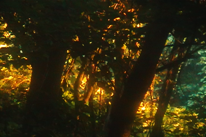 Troggy_'s tweet photo. The creek at sunrise is golden. Also I forgot my shit was on manual focus and the humidity probably fucked it too. That's good though I like when everything looks like shit. . . That's why I bought the shitty camera. https://t.co/bWoBLNX5IR