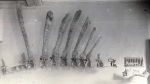 ferwen's tweet photo. #FossilFriday E. Stromer von Reichenbach, German palaeontologist who discovered #Spinosaurus, was born on June 12, 1870 https://t.co/g5NnAemIDd #histsci ⚒️🧪 https://t.co/dxFo4ASU4u