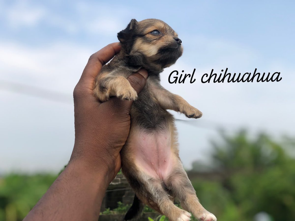 onibudosherif tweet picture