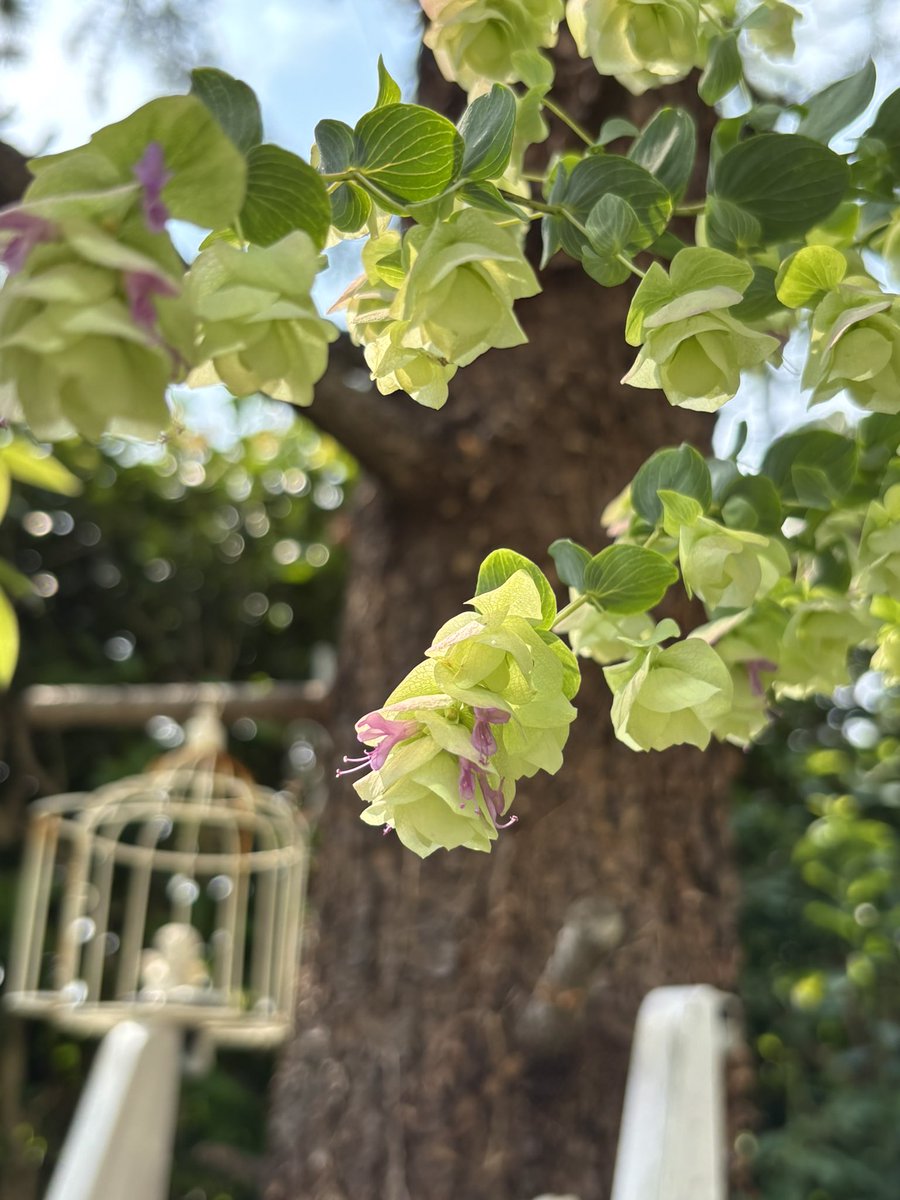 chainonetcocon's tweet photo. おはよう☀オレガノ…
お花が咲き始めた『ケントビューティー』むふふっ(〃ω〃)✨
#mygardenflowers #オレガノ https://t.co/uep5XcOg6d