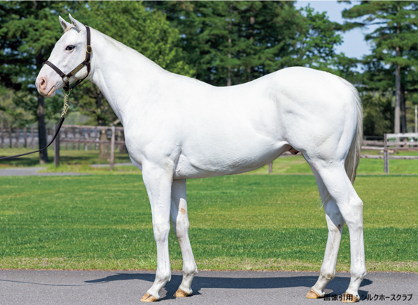 keiba_info_club's tweet photo. アマンテビアンコ

引退後の進路が乗馬となり、これまで白毛の牡馬は19頭が引退して種牡馬になれたのは
ハクタイユー
ハクホウクン
ハクタイヨー
の3頭のみ。ハクタイヨーが2020年に亡くなってから白毛のサラブレッド種牡馬は不在の状態

☆白毛牡馬引退後の進路☆
乗馬　8頭
種牡馬　3頭
誘導馬　4頭
功労馬　1頭
皇宮警察　1頭
死亡　1頭
不明　1頭