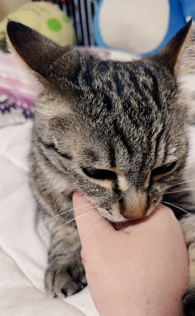cat_56chan's tweet photo. おはよ〜朝ごはんはお母ちゃんのおててにしよ https://t.co/mzBJbJEuJ7