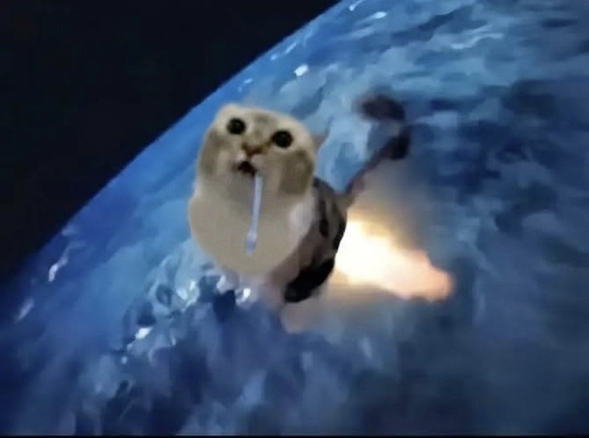 hardcatmemes tweet picture