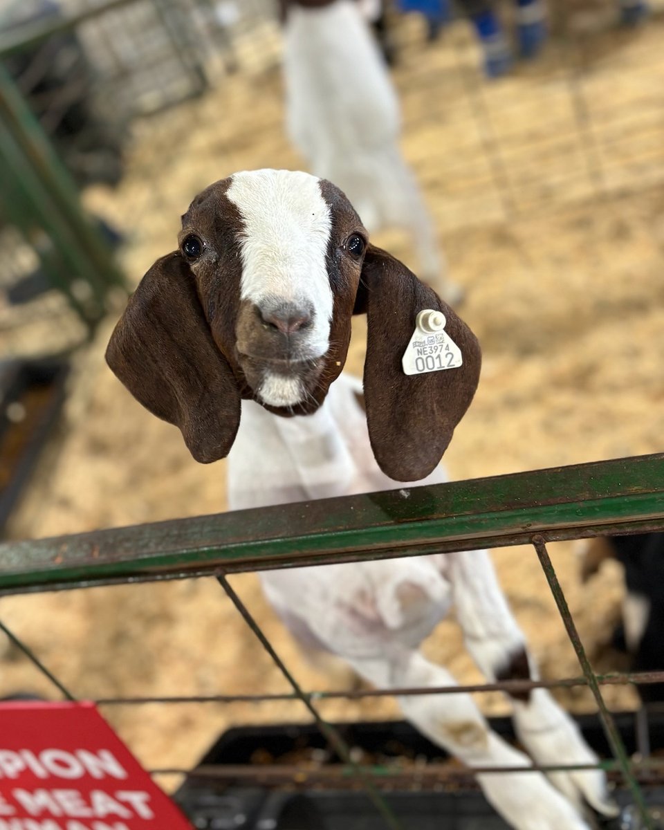 SuperFairLNK's tweet photo. If seeing adorable animals is on your Lancaster County Super Fair bucket list, make sure you visit the first 4 days! 🐔🐐🐴🐮🐷🐑🐰 https://t.co/Ze8UXorp65

Need an animal fix later in the fair? Horn T's Petting Zoo will be here all 10 days!
#SGEC #SuperFairLNK https://t.co/i8HUyRgoLM