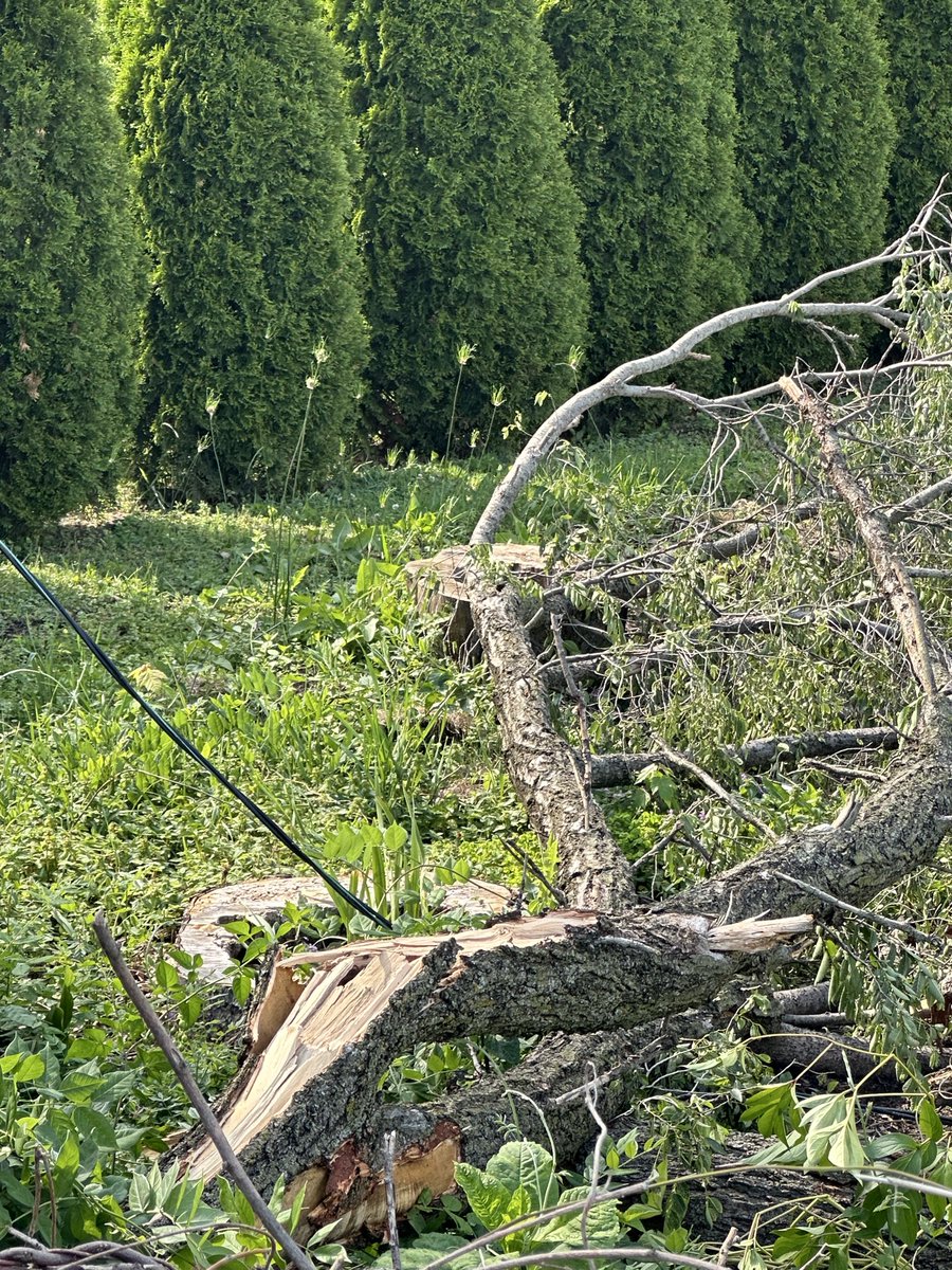KitchygenX's tweet photo. Hey @GovPritzker @comed I have had live lines down in my yard since Wednesday and when I called all of the documentation in the system was a lie-4 crews had been there,  they were working on it, they called in someone who removed the vegetation- all lies!!! https://t.co/58MpytVPr5