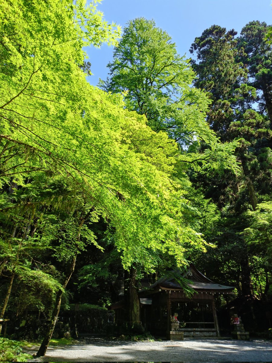 MLsonata14's tweet photo. 貴船神社　奥宮へ⛩️✨️

本宮から結社へ、そのまま北上し貴船神社 奥宮に参拝しました🙏
ここに来ると心がキリッと引き締まります。
梅雨の中休み、晴天で空気もカラッとし半袖では肌寒い朝でした🎐
奥宮の御朱印は本���で拝受しました🍀
次は紅葉の季節に訪れたいけど凄い人やろね！ https://t.co/9uYrC7KTB7