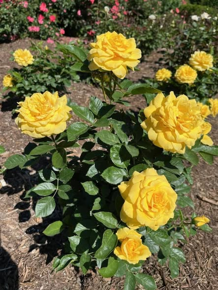 PotomacRoseSoc's tweet photo. Happy #FlowerFriday! Here's 'Be Good' (KORdreimela, 2011) a yellow grandiflora with 130 petals. Our friend, Kevin Stalica, Landscape Manager for the @ArlingtonParks, planted a bed of this #rose at Bon Air &amp; kindly shared these photos of it at peak bloom. #gardendc #dmv #nova https://t.co/HaGRh86eLD