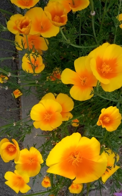 moriasobi's tweet photo. ハナビシソウ開花　花言葉は「富」「成功」「私を拒絶しないで」 https://t.co/2oEKksjN1r