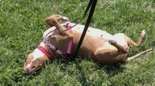 NMBewitched's tweet photo. It was hard to find this post💔
So many DEAD dogs to go through...

But Load O'Potatoes aka Lovely Lody 
Still waiting for her furever home

For $25 this lovely ample Lady could be yours.
There are a few requirements: you must fawn over her, let her roll in the grass, frequent belly rubs, have rope toys & love walks in the snow. 

https://t.co/q8WiqOJM3G
#AdoptMe
