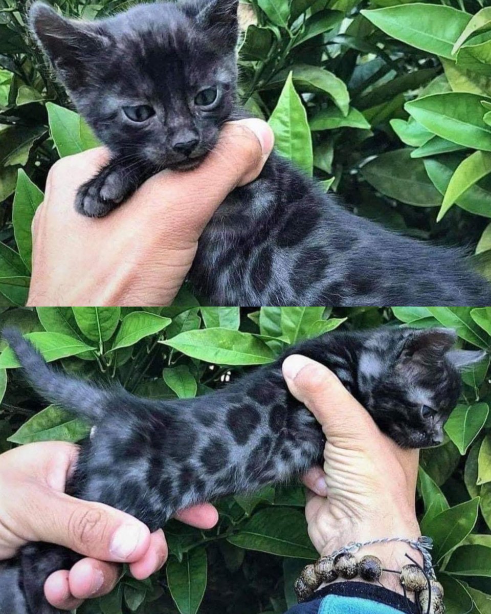 LeContempIateur's tweet photo. ✨ La beauté du très rarissime chat Bengal noir. On dirait une panthère noire en miniature. Son pelage cache des motifs presque invisibles qui ne sont bien visibles qu'à la lumière du jour. Une merveille ! 😍🐾 https://t.co/ZpnFVNm1lh