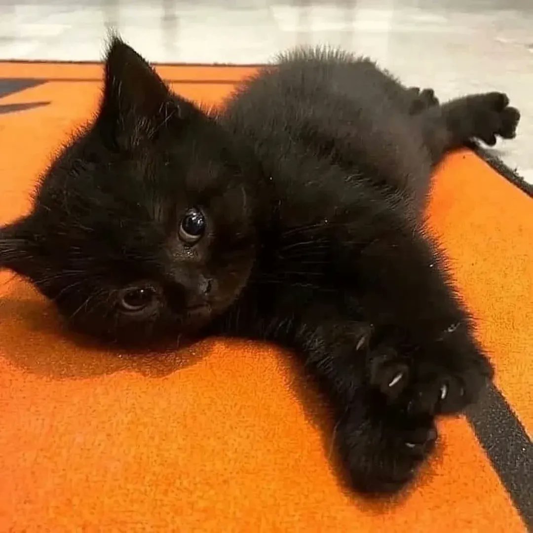 Catsillyness's tweet photo. https://t.co/yCuKX52YwK