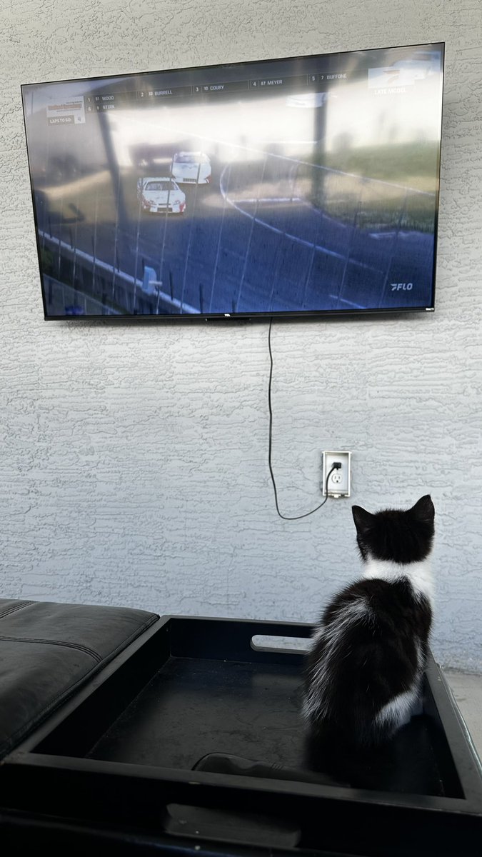 pjacquesracing's tweet photo. I am not at all a cat person but this thing adopted me in my back yard lost and all alone a couple weeks ago.
First female I’ve ever had that liked racing.
Watching @StaffordSpeedwy on @FloRacing tonight like it’s her sole purpose in life 🤣🤣🤣 #racecat https://t.co/iTnfinvHdC
