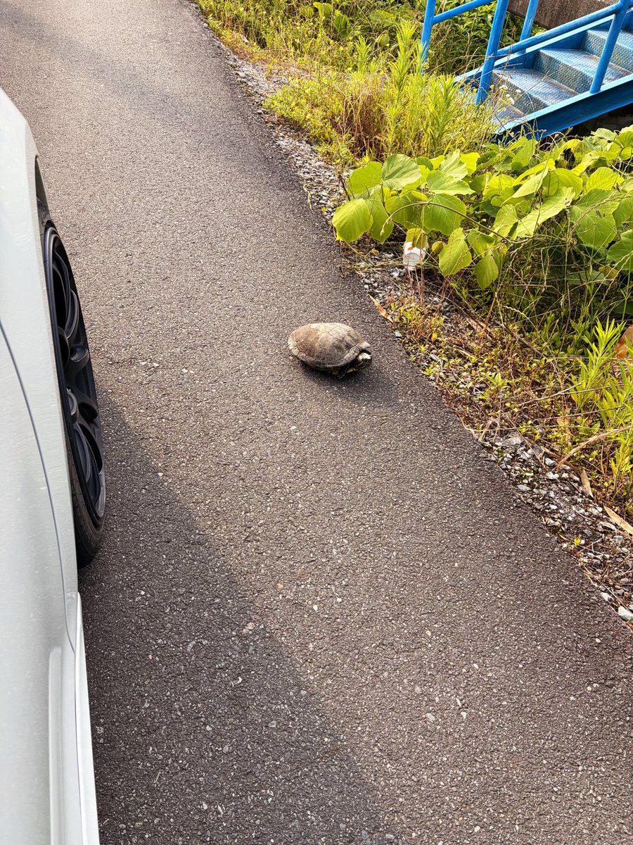 Ratestory_JP's tweet photo. 道に石おっこてると思ったら亀だったΣ(•ω• ﾉ)ﾉ https://t.co/wm4HQ1xGOM