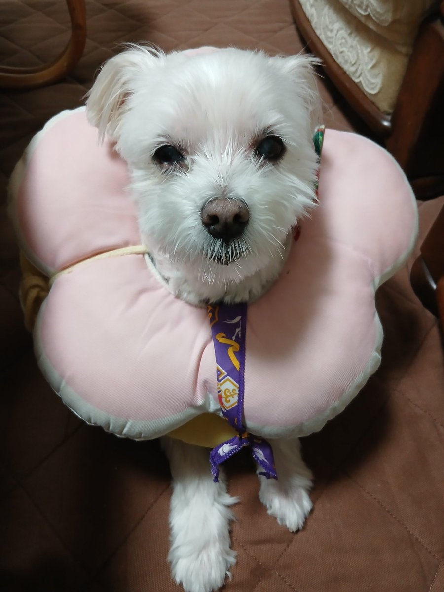 大石不動院庫裡で，飼って居るマルチーズ…犬 名前は、ムックです