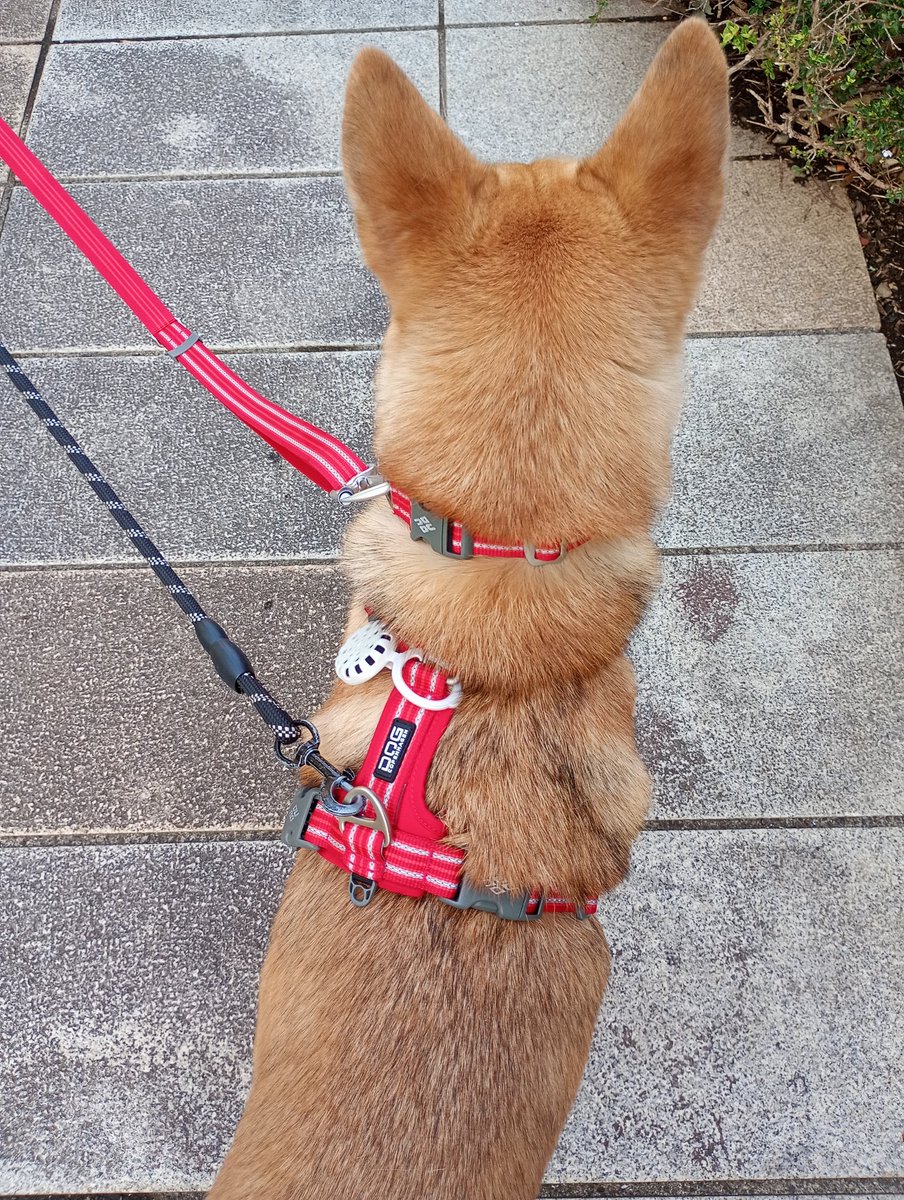 HMS_Tokyo's tweet photo. おはようございます。
今日の🦮Tocciは🔴赤コーデ

#犬のいる暮らし
#保護犬を家族に https://t.co/NjyMkh0RN8