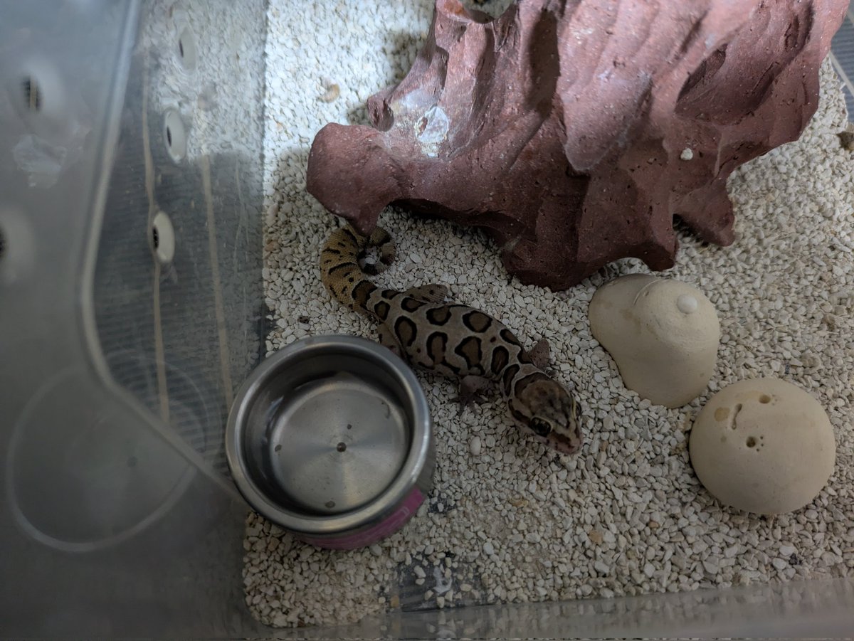 Life0924's tweet photo. おはようございます☀️
お腹ふくらんでる🥚ですねw
#ゴールコンダアクマヤモリ https://t.co/TIZvVG3Vcl