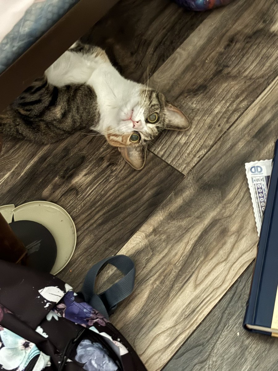 SavsSpace_2's tweet photo. @GTWScar my silly but cute cat https://t.co/XGoCQkqd5t