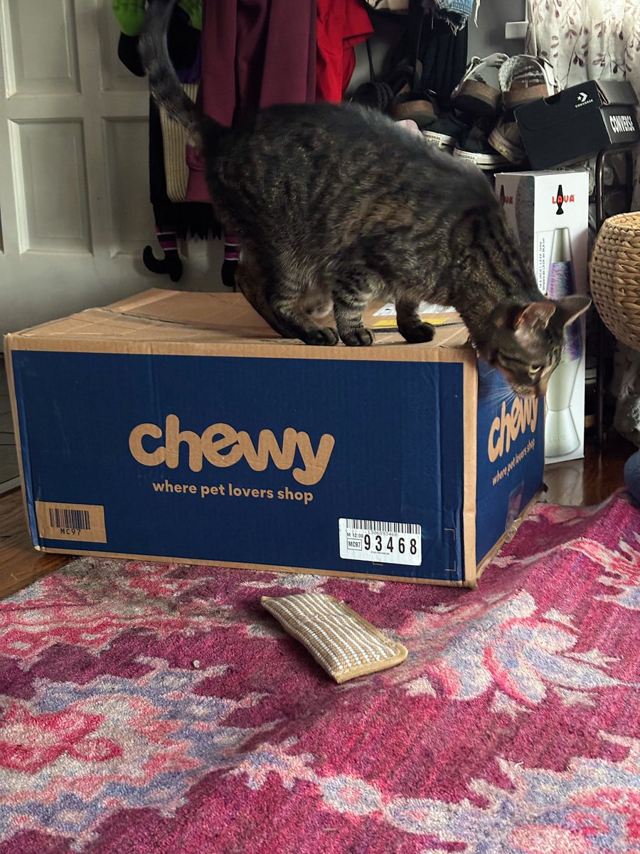 Pickles_nOlive's tweet photo. The @Chewy order and more importantly BOX got here right as the #furridaynightboxpawty started 😼😜🤣📦 so don’t feel bad if you forgot your box, this one’s very roomy 😻🥳🥒🫒💚
#furriday #fridayface #chewybox https://t.co/zt70xViMBv