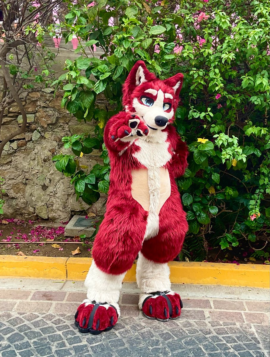 SLemm0n's tweet photo. Here are a few photos of this handsome red boy, all finished up and on his way home✨🐺 https://t.co/EnsdW6E3Vv