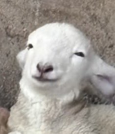 lambning's tweet photo. https://t.co/saQd4Ij5FU