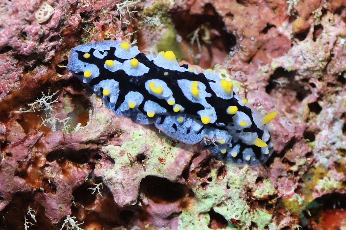 Mostly_Macro's tweet photo. Nudibranchs seen near Miyakojima, Japan. https://t.co/4KMYXJx5ik