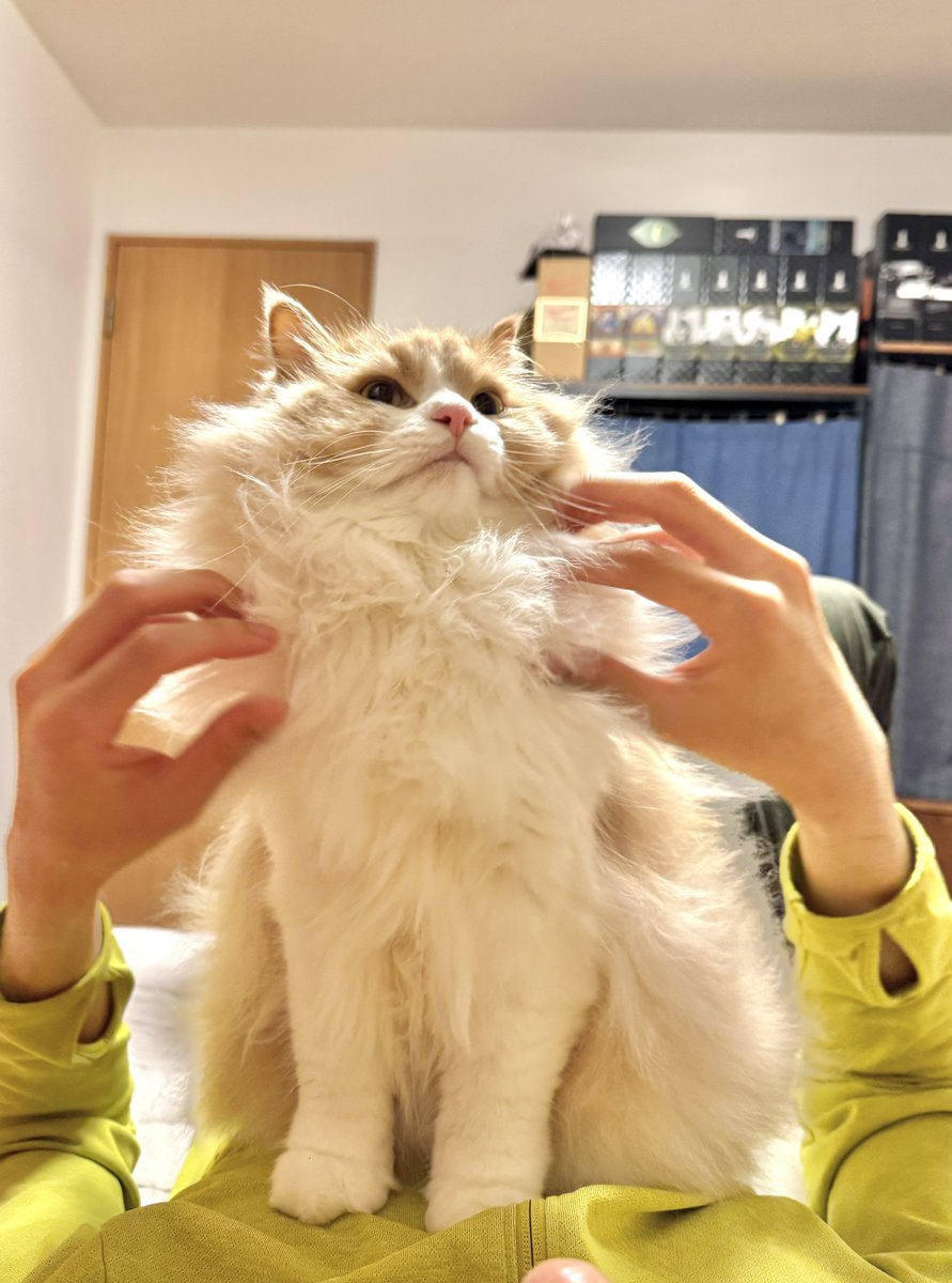 ade_Penguins's tweet photo. ロカくん、おはよー！
同居生活834日。

夫が「これで…百獣の王だ…！！」とつぶやきながらスタイリングしてた。

#サイベリアン
#猫のいる暮らし
#ねこ好きさんと繋がりたい https://t.co/a0L5jvjKpH