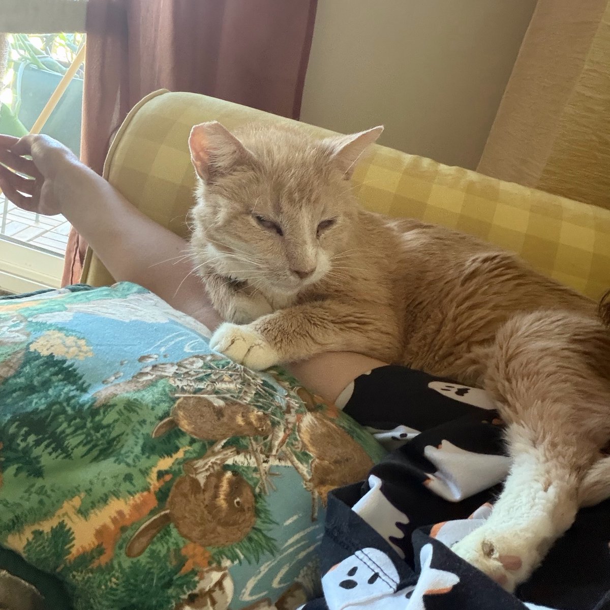 charlie (@mrcharcharcat) / Posts / X