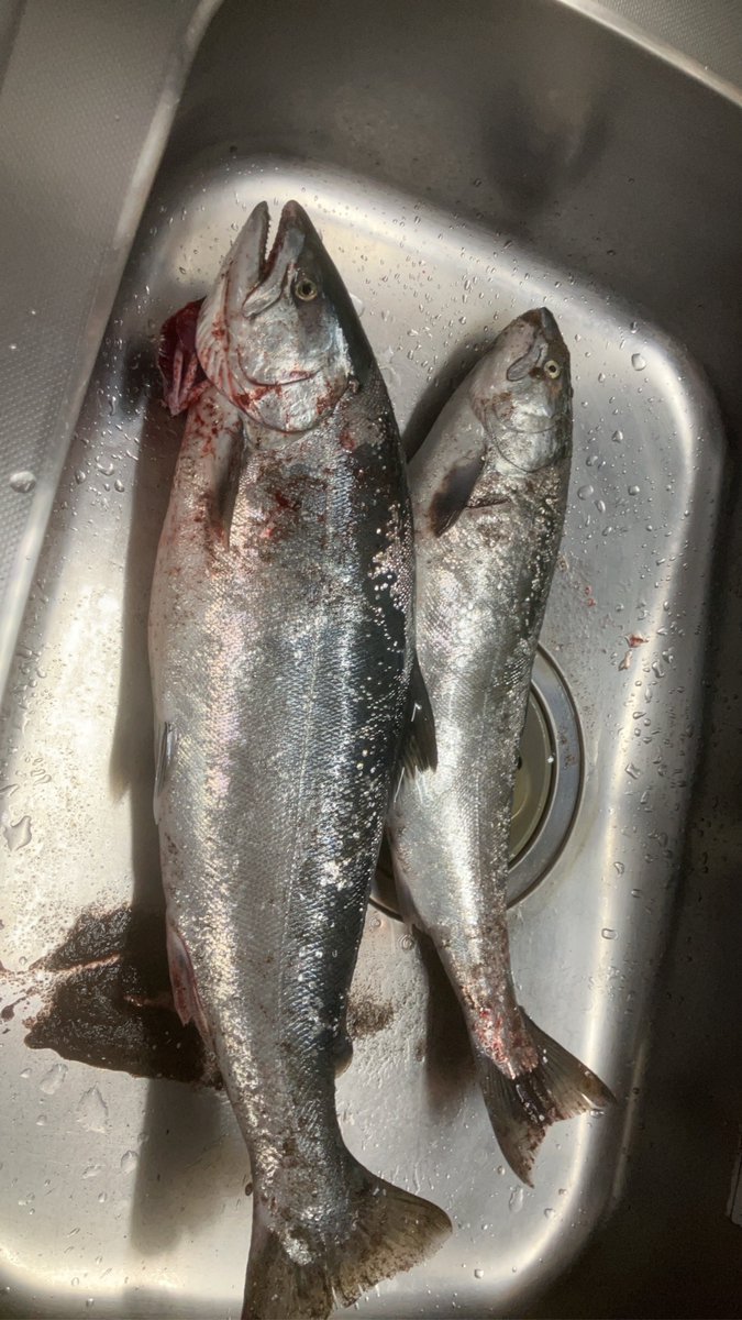 uz08426124's tweet photo. 久しぶりのいいサイズ🐟
砂落として配りまする
こちらもピークきましたね！
全体的にサイズは小さめですが😢
残りのサクラシーズン楽しみますかぁ https://t.co/7eTDkHS1cT