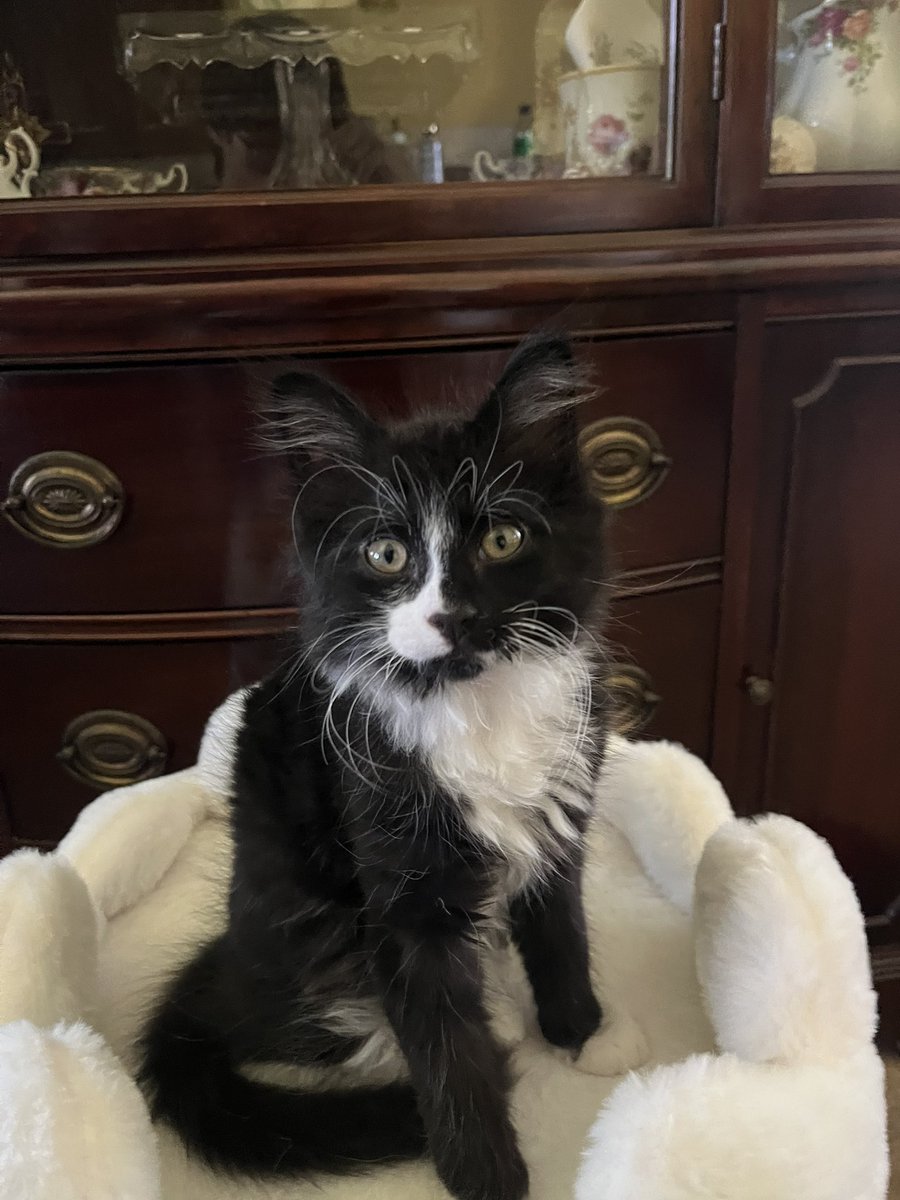 icommitafelony's tweet photo. This is zorro https://t.co/b3YJYCdBVi