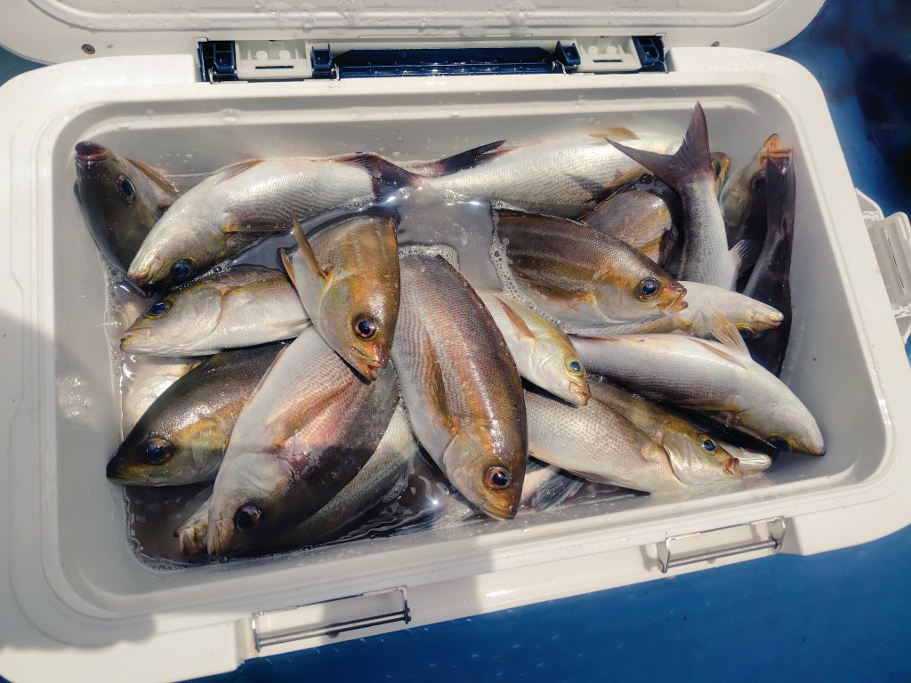 7snowsnow's tweet photo. 先週　#theburn847　参加出来なかったのはイサキ釣りに夢中になってました🎣
爆釣でしたよ🐟️🐟️🐟️
塩焼きサイコーです🐟️

もう少ししたらつり幸さんにつり行って来まーすw🎣

隊長!　スタッフの皆さん今朝もありがとうございました🔥
#theburn847 https://t.co/sy2jCVFxdN