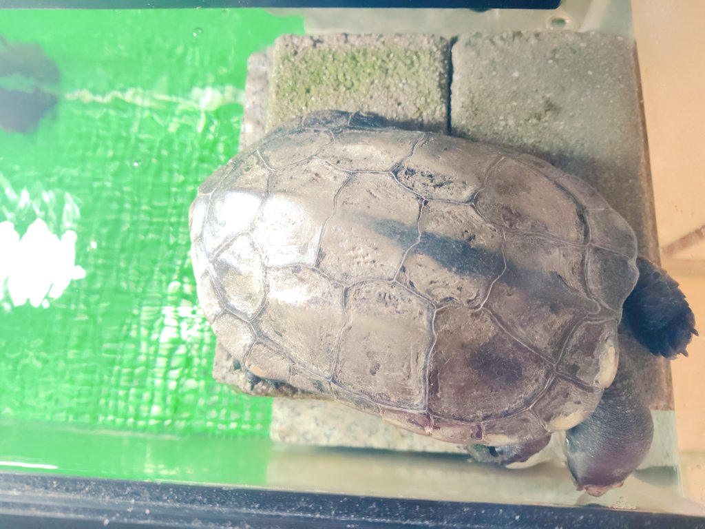 kitashinox's tweet photo. かーちゃんと同じクオリティで家の事やるとなると、今日又は明日に亀の水槽掃除できるんかこれ?
どんどん掃除のスケジュールがズレていく···
取り敢えず9時開店のスーパーにポールポジション取る勢いで行ける様に用意するかー

#ペット
#亀
#カメ
#クサガメ https://t.co/0FbClMNdg7