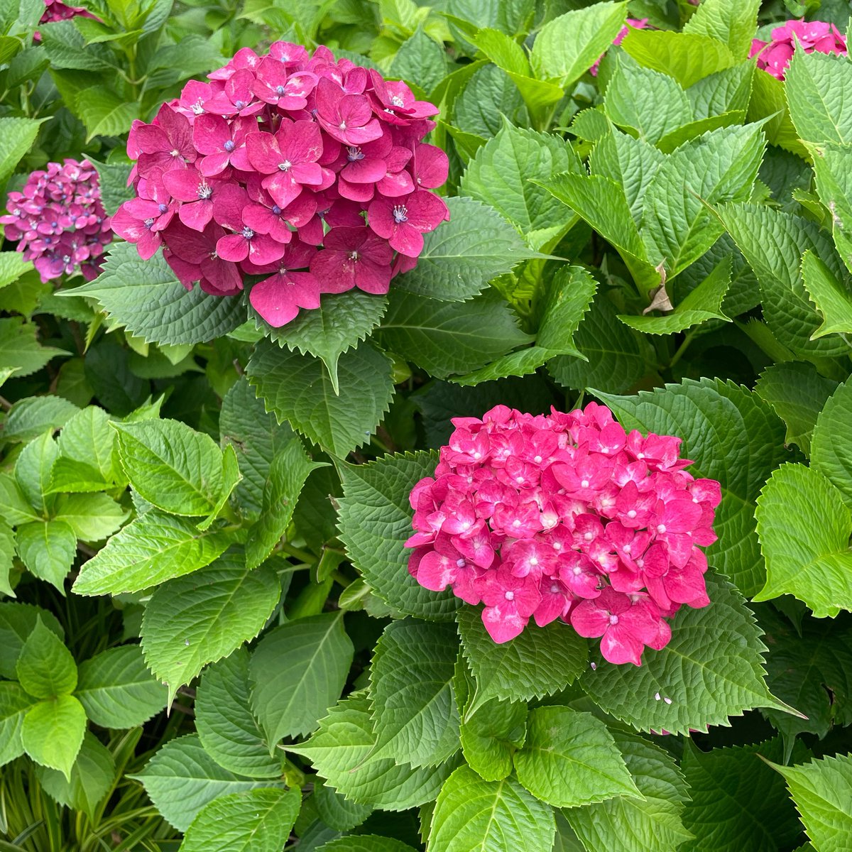 mami_sitter's tweet photo. 紫陽花が見頃ですね😊色々な場所で色とりどりのお花を見れるのって幸せですね。

#ベビーシッター https://t.co/WuKAtUYeah