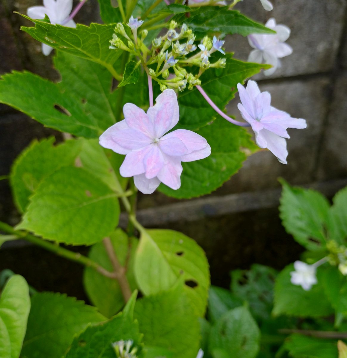 koazisashi's tweet photo. 生き物好きの皆さん　おはもー

おうちのお花 https://t.co/eNynAHoXWw