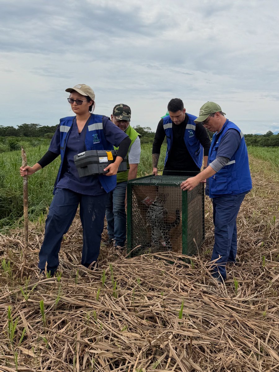 CARCDMB's tweet photo. 🐢🦜 ¡Más de 120 animales silvestres volvieron a casa!
La #CDMB liberó 80 tortugas y 40 aves, entre guacamayas, pericos y cotorras, en la cuenca del bajo Rionegro, un territorio con las condiciones ideales para su adaptación y supervivencia. 🌿💚
#HéroesAlRescateAnimal
🧵 https://t.co/xYsWHkUrwG