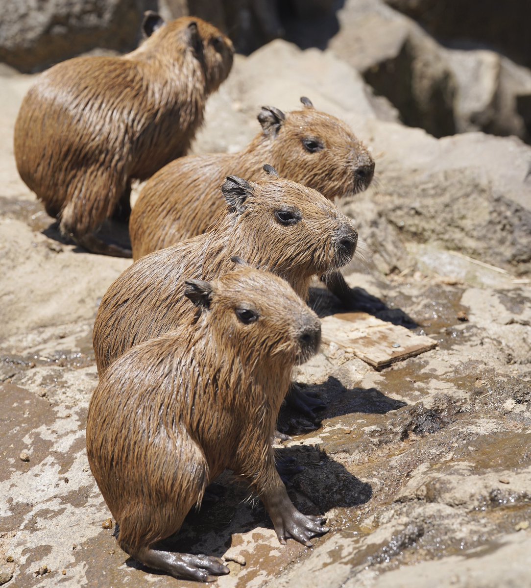 capybaracamera's tweet photo. コピペカピバラでおはようございます。

#カピバラ
#伊豆シャボテン公園 https://t.co/hdIT28Q45n